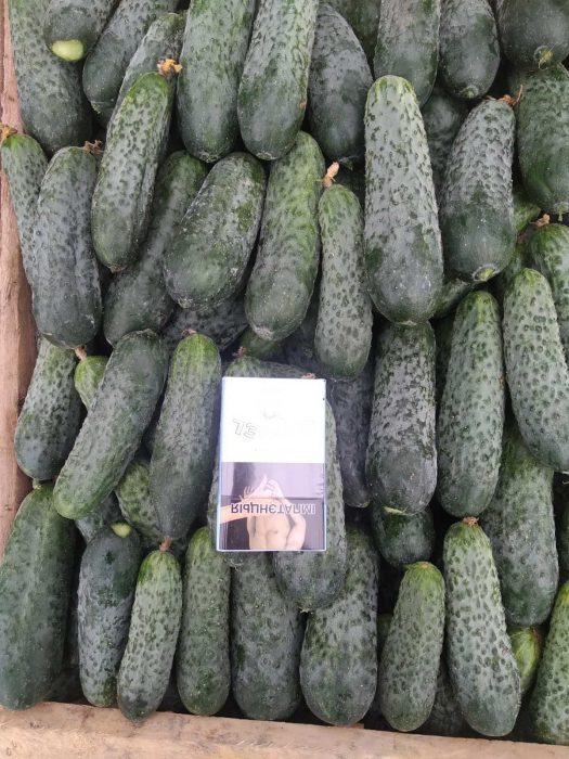 image GYÜMÖLCS -SZÁNTÓFÖLDI LESZEK-PRZYGODZKI-FIRMA-HANDLOWA-EXPORT-IMPORT GYÜMÖLCS -SZÁNTÓFÖLDI UBORKA